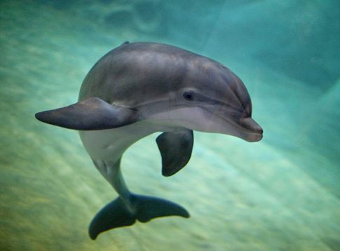 Delfino spiaggiato villapiana