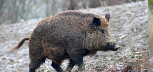 caccia al cinghiale