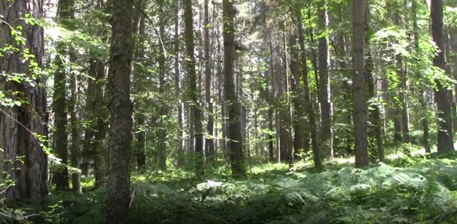 pineta montagna